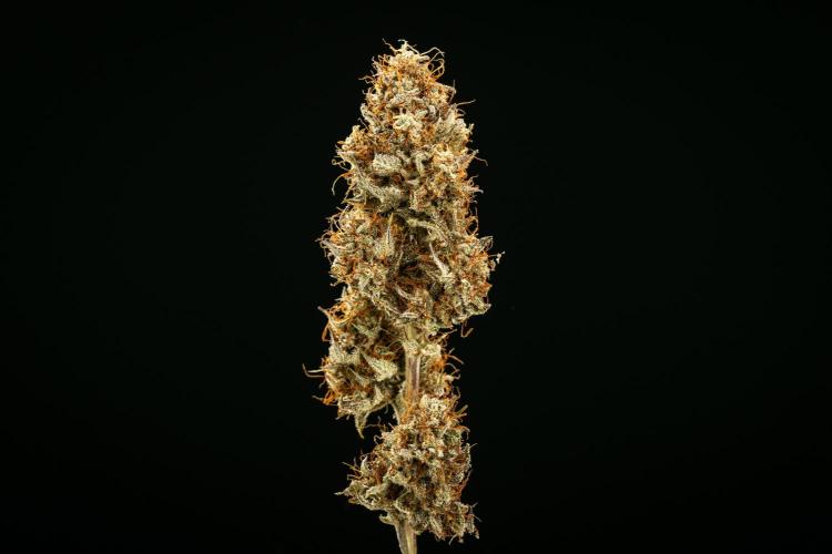Royal Cheese - Farm #22. Week 9 - Royal Cheese Auto - Dry flower