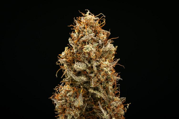 Royal Cheese - Farm #22. Week 9 - Royal Cheese Auto - Dry flower