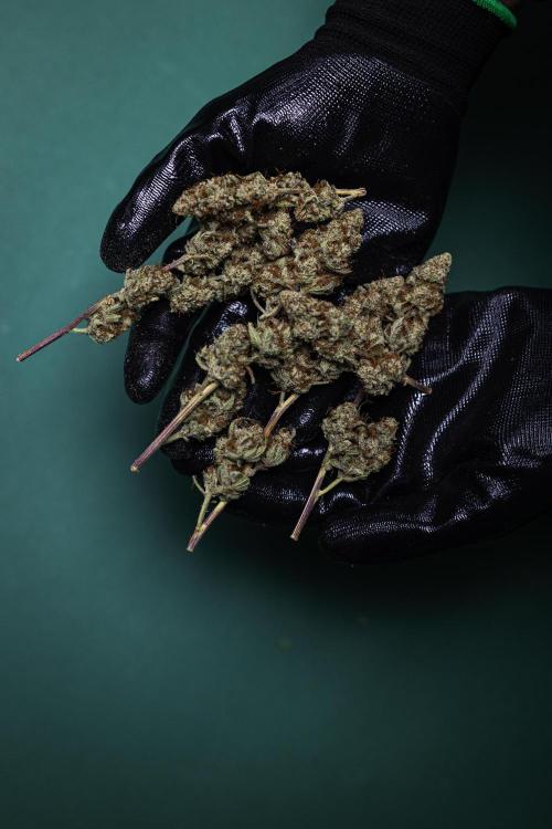 Royal Cheese - Farm #22. Week 9 - Royal Cheese - dry flowers