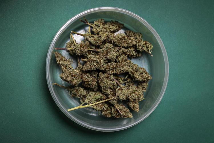 Royal Cheese - Farm #22. Week 9 - Royal Cheese - dry flowers
