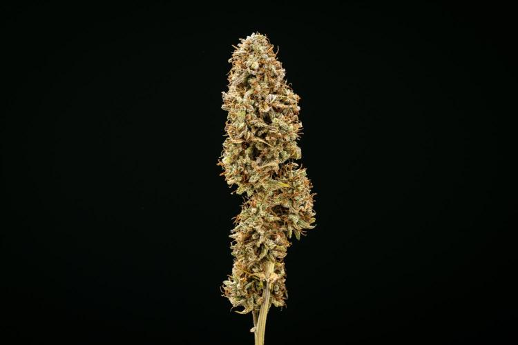Mexican Rush - Farm #22. Week 10 - Mexican Rush Auto - dry flower