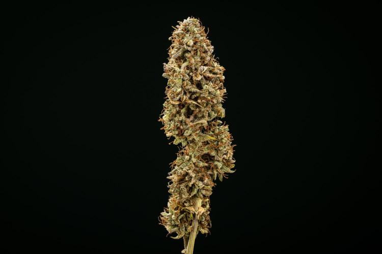 Mexican Rush - Farm #22. Week 10 - Mexican Rush Auto - dry flower