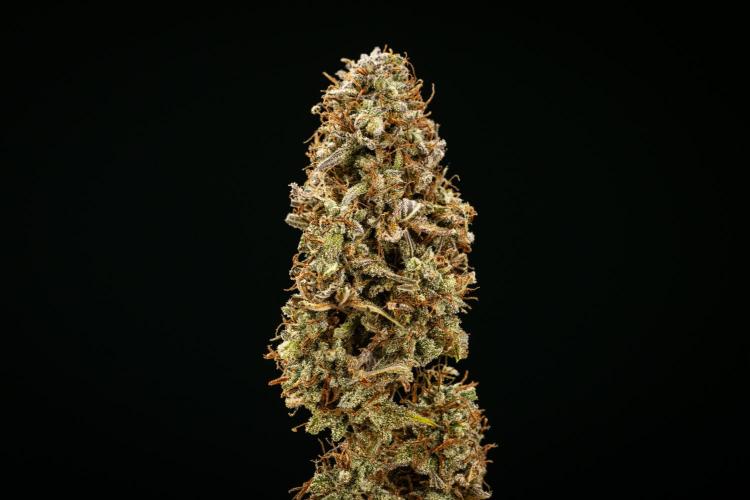Mexican Rush - Farm #22. Week 10 - Mexican Rush Auto - dry flower