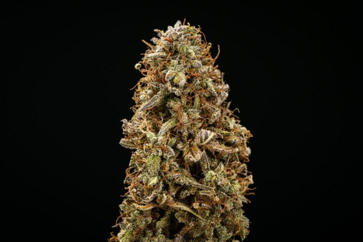 Mexican Rush - Farm #22. Week 10 - Mexican Rush Auto - dry flower