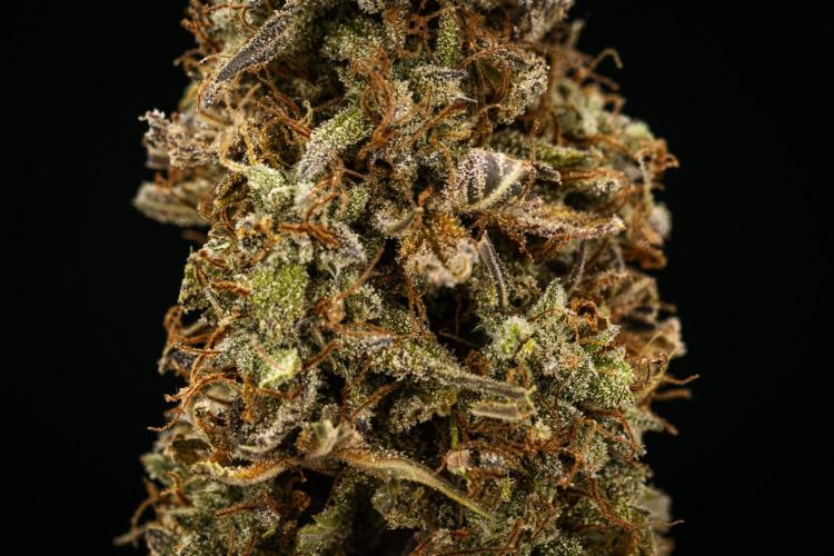 Mexican Rush - Farm #22. Week 10 - Mexican Rush Auto - dry flower
