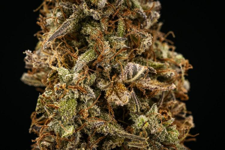 Mexican Rush - Farm #22. Week 10 - Mexican Rush Auto - dry flower