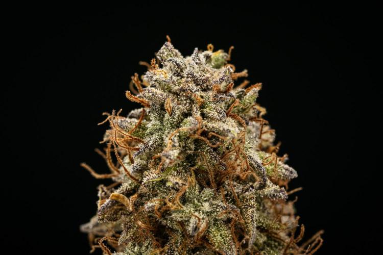 Mexican Rush - Farm #22. Week 10 - Mexican Rush Auto - dry flower