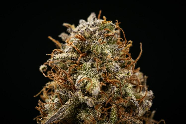 Mexican Rush - Farm #22. Week 10 - Mexican Rush Auto - dry flower