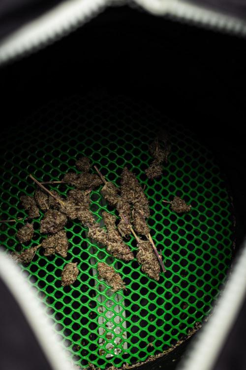 Mexican Rush - Farm #22. Week 10 - RQS Trim bag