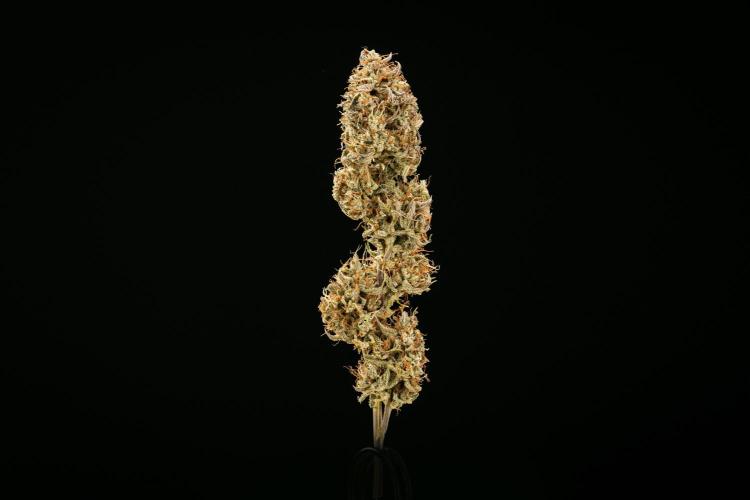 Apple Fritter - Farm #22. Week 10 - Apple Fritter Auto - Dry flower