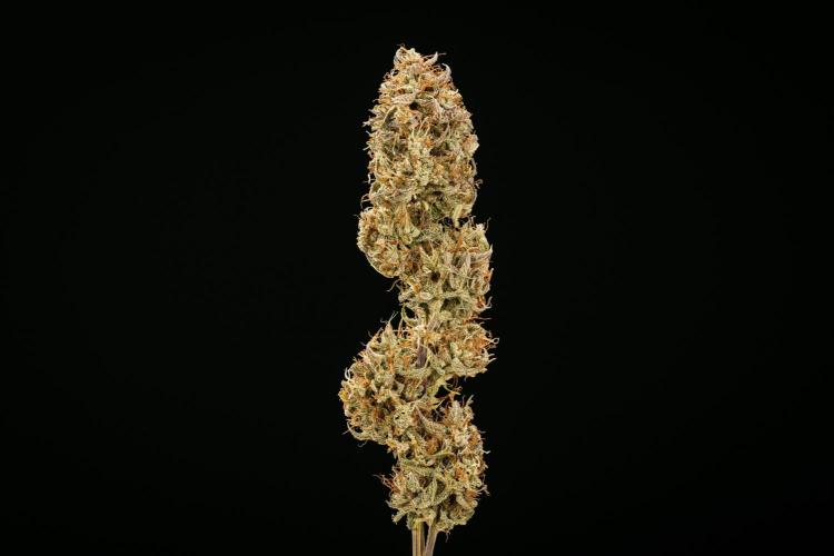 Apple Fritter - Farm #22. Week 10 - Apple Fritter Auto - Dry flower