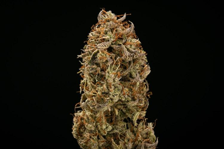 Apple Fritter - Farm #22. Week 10 - Apple Fritter Auto - Dry flower