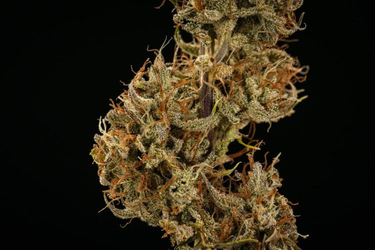 Apple Fritter - Farm #22. Week 10 - Apple Fritter Auto - Dry flower