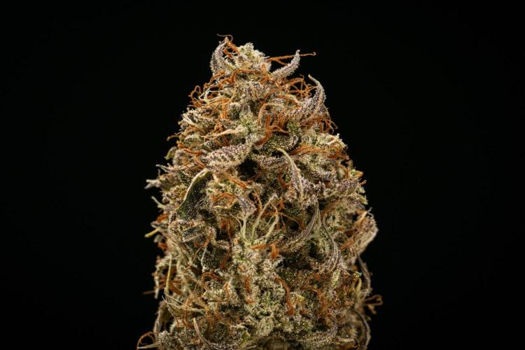 Apple Fritter - Farm #22. Week 10 - Apple Fritter Auto - Dry flower