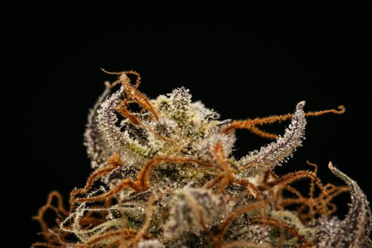 Apple Fritter - Farm #22. Week 10 - Apple Fritter Auto - Dry flower