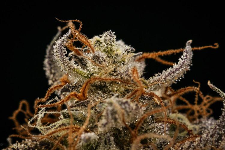Apple Fritter - Farm #22. Week 10 - Apple Fritter Auto - Dry flower