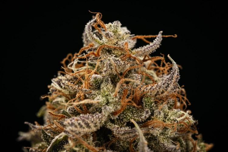 Apple Fritter - Farm #22. Week 10 - Apple Fritter Auto - Dry flower