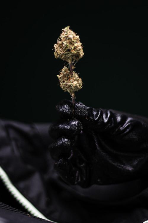 Apple Fritter - Farm #22. Week 10 - RQS Trim bag