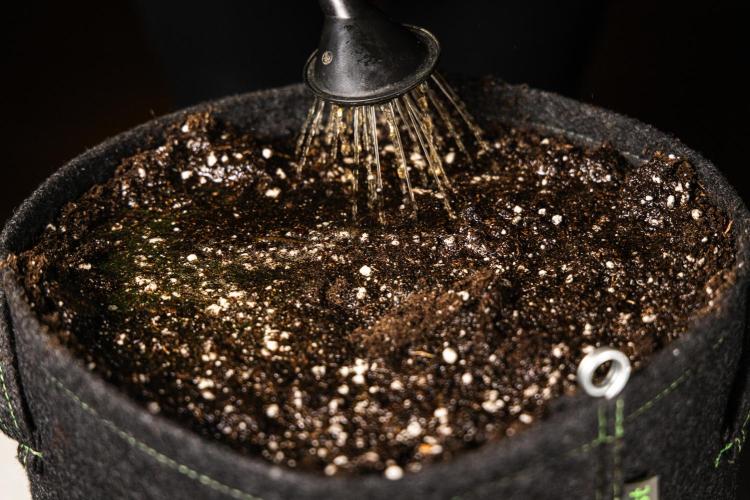 Pink Runtz - Farm #23. Week 0 - Soak the soil well with water.
