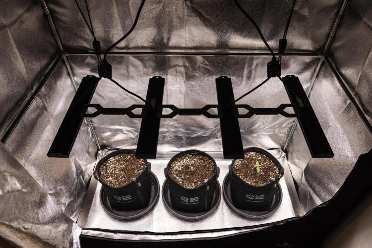 Pink Runtz - Farm #23. Week 0 - The journey begins