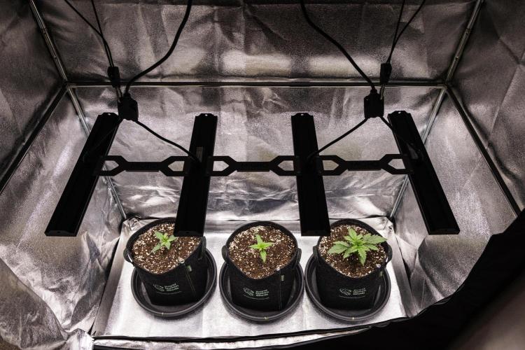 Grape Ape - Farm #23. Week 1 - Butterflies Little Farm - Week 1.