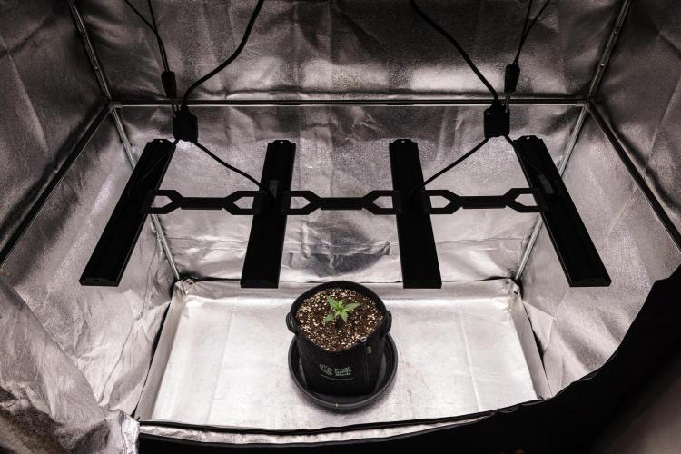 Grape Ape - Farm #23. Week 1 - Grape Ape - Day 1.
