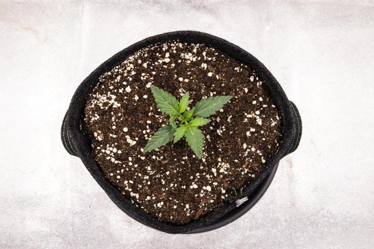Grape Ape - Farm #23. Week 1 - Grape Ape - Day 1.