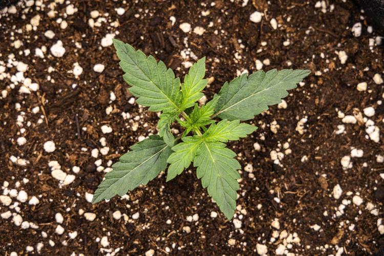 Grape Ape - Farm #23. Week 1 - Grape Ape - Day 1.