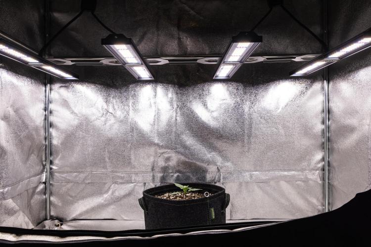 Grape Ape - Farm #23. Week 1 - Grape Ape - Day 1.