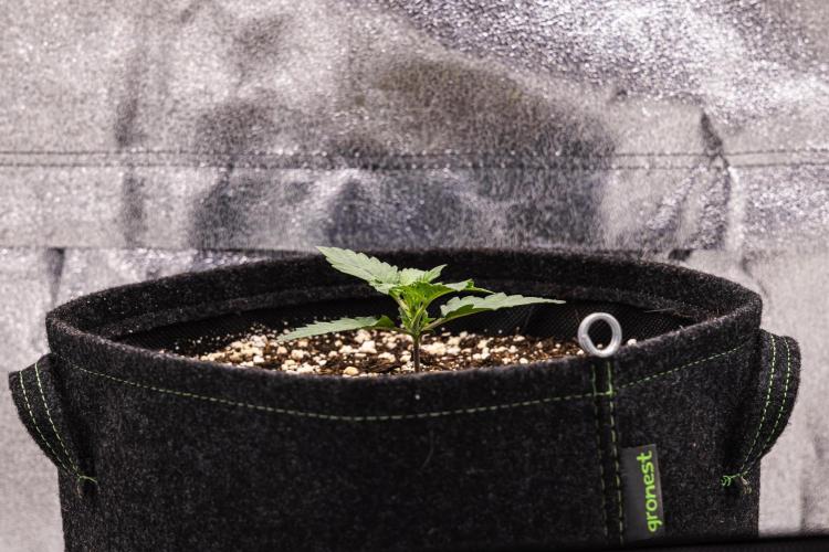 Grape Ape - Farm #23. Week 1 - Grape Ape - Day 1.