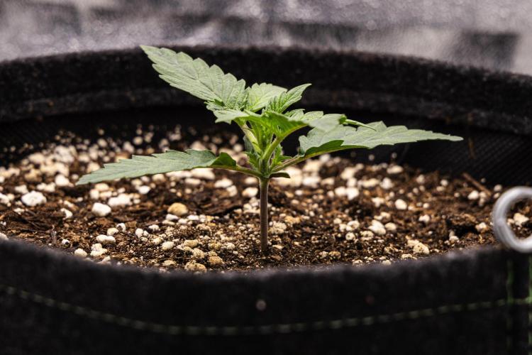 Grape Ape - Farm #23. Week 1 - Grape Ape - Day 1.