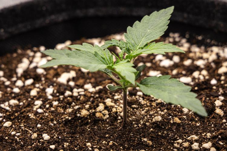 Grape Ape - Farm #23. Week 1 - Grape Ape - Day 1.