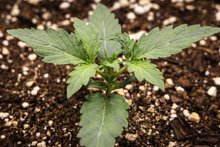Grape Ape - Farm #23. Week 1 - Grape Ape - Day 1.