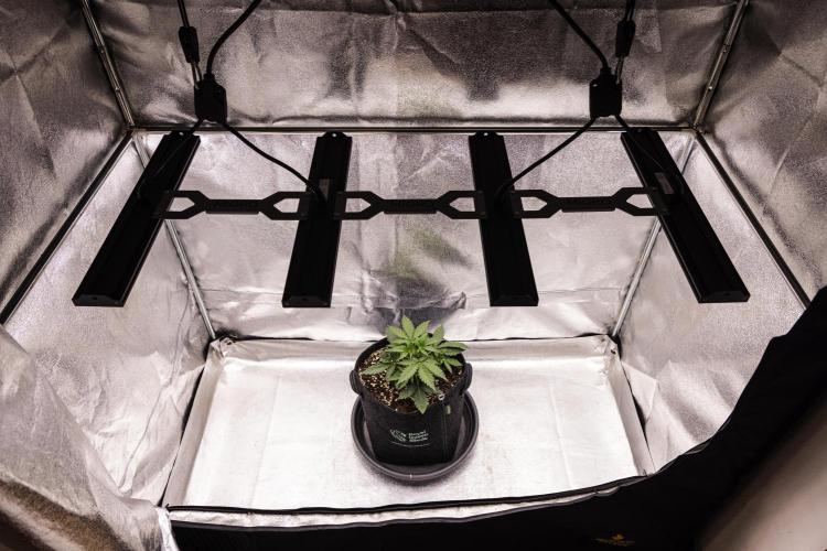 Grape Ape - Farm #23. Week 1 - Grape Ape - Day 7.