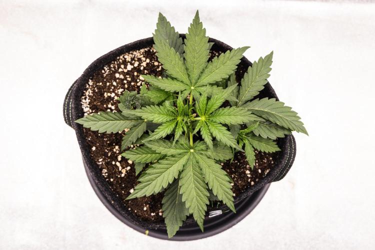 Grape Ape - Farm #23. Week 1 - Grape Ape - Day 7.