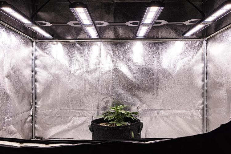 Grape Ape - Farm #23. Week 1 - Grape Ape - Day 7.