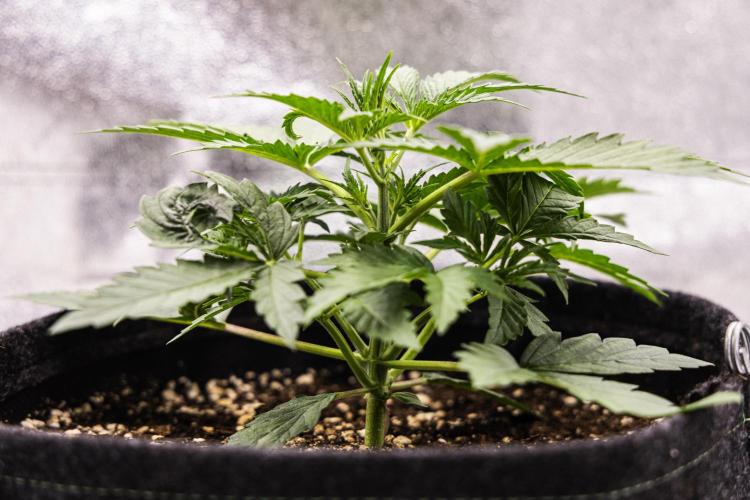 Grape Ape - Farm #23. Week 1 - Grape Ape - Day 7.