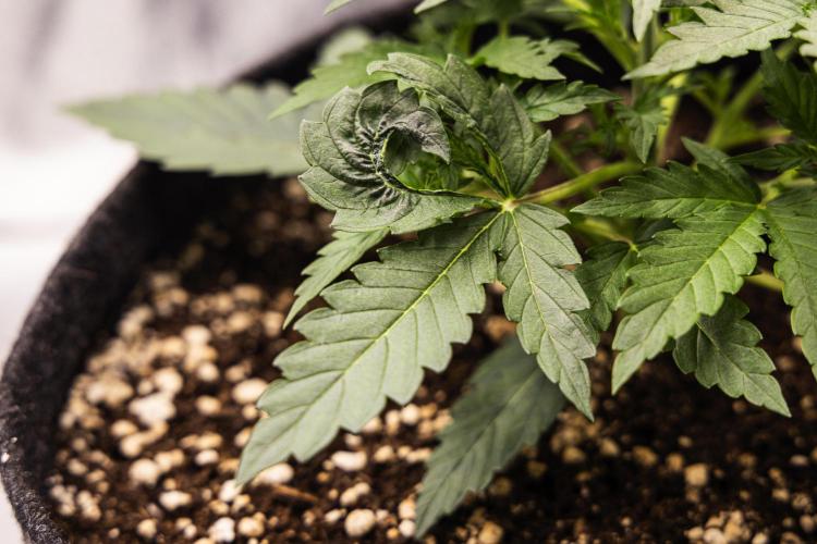 Grape Ape - Farm #23. Week 1 - Grape Ape - Day 7.