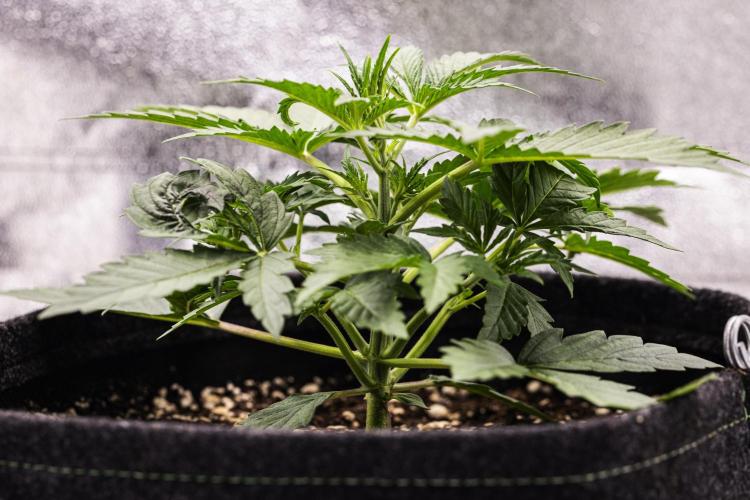 Grape Ape - Farm #23. Week 1 - Grape Ape - Day 7.