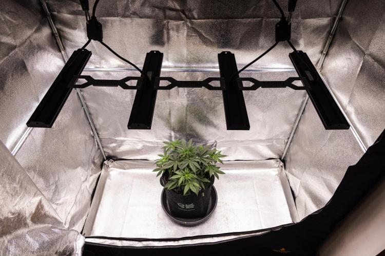 Grape Ape - Farm #23. Week 2 - Grape Ape - Day 14.