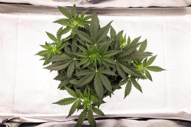 Grape Ape - Farm #23. Week 2 - Grape Ape - Day 14.