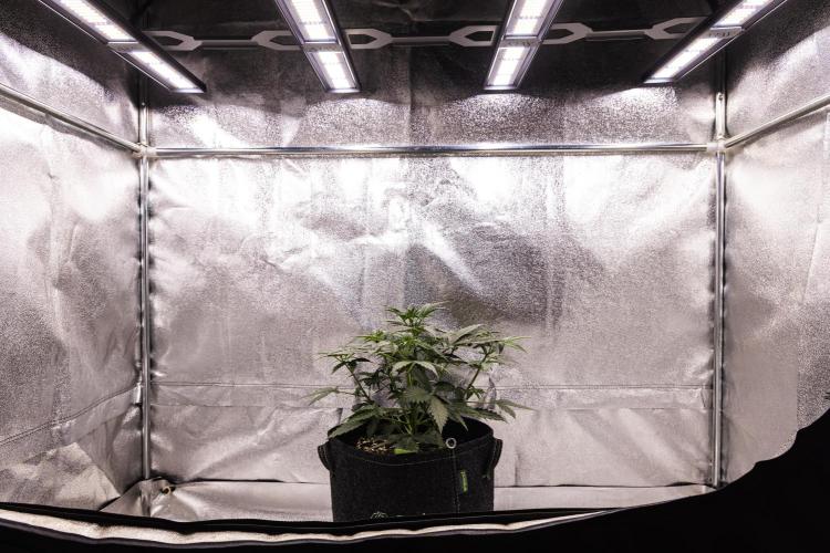 Grape Ape - Farm #23. Week 2 - Grape Ape - Day 14.