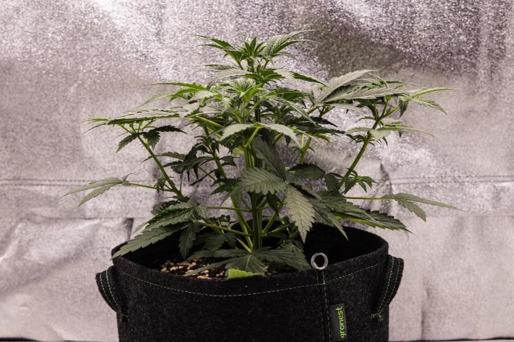 Grape Ape - Farm #23. Week 2 - Grape Ape - Day 14.