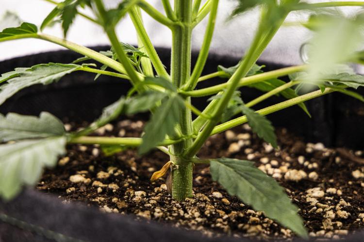 Grape Ape - Farm #23. Week 2 - Grape Ape - Day 14.