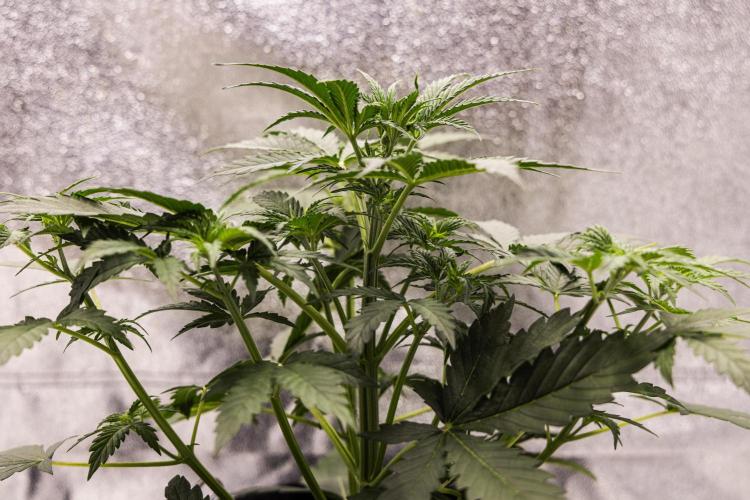 Grape Ape - Farm #23. Week 2 - Grape Ape - Day 14.