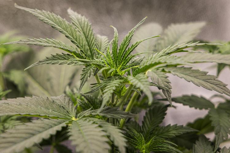 Grape Ape - Farm #23. Week 2 - Grape Ape - Day 14.
