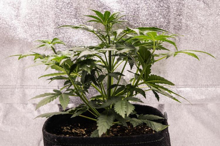 Grape Ape - Farm #23. Week 2 - Grape Ape - Day 14.