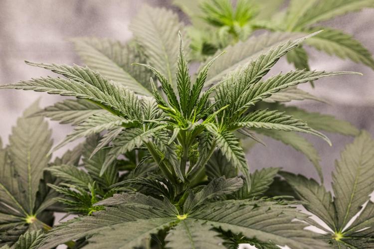 Grape Ape - Farm #23. Week 2 - Grape Ape - Day 14.