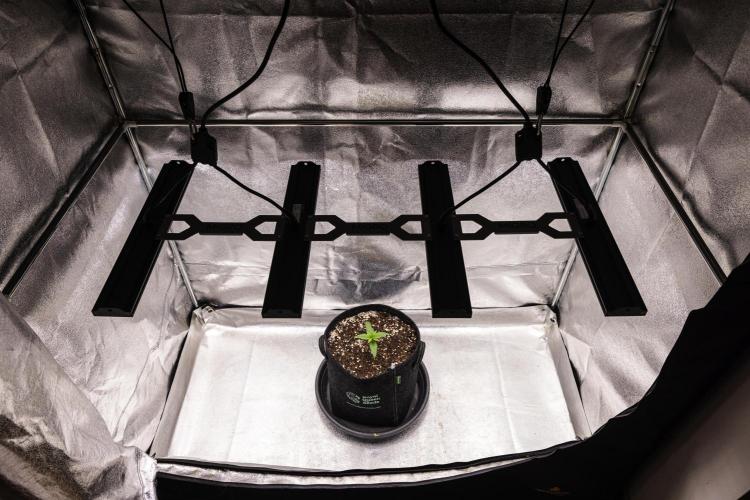 Pink Runtz - Farm #23. Week 1 - Pink Runtz - Day 1.