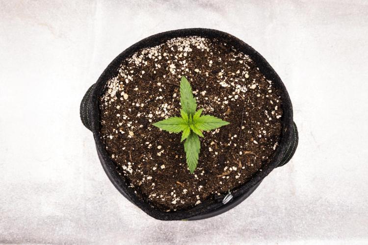 Pink Runtz - Farm #23. Week 1 - Pink Runtz - Day 1.